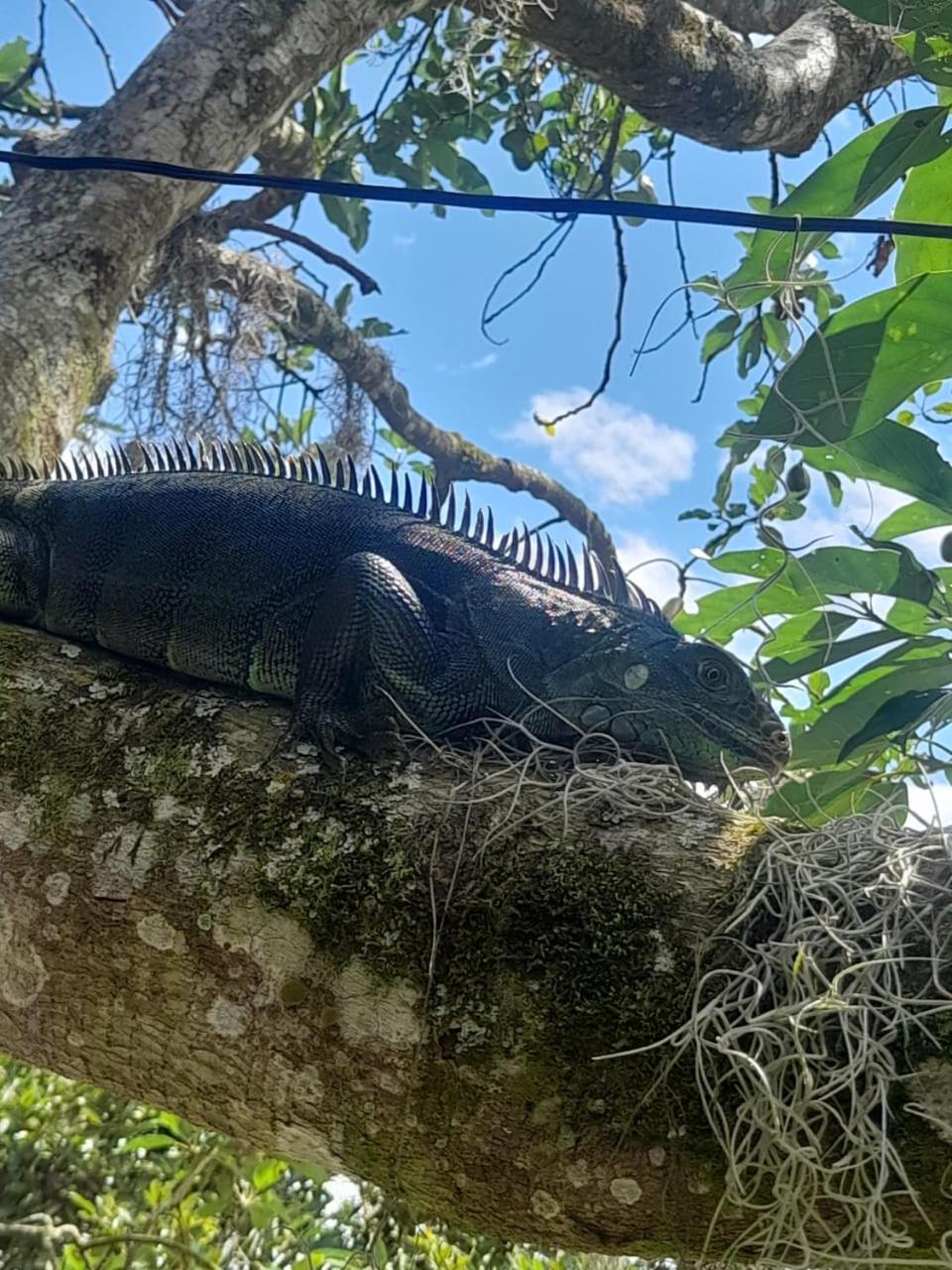 Cabanas La Miranda Filandia Bagian luar foto